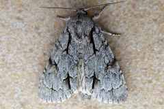 Acronicta psi, Psi (Le)