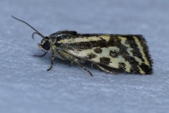 Emmelia trabealis, Arlequinette jaune (L