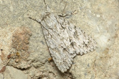 Acronicta aceris, Noctuelle de l’Érable (La)