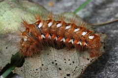 Acronicta rumicis, Noctuelle de la Patience (La)