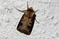 Agrotis clavis ; Pointillée (La)