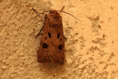 Agrotis exclamationis, Point d'Exclamation (Le)