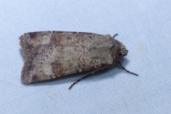 Agrotis segetum, Noctuelle des Moissons (La)