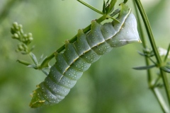 Amphipyra pyramidea, Noctuelle berbère (La)
