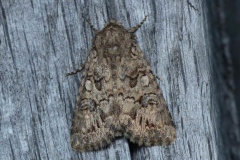 Anarta pugnax, Hadène de l'Anarrhine (L')
