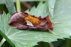 Autographa bractea, Feuille d'Or (La)