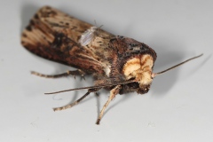 Axylia putris, Noctuelle putride (La)