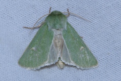 Calamia tridens, Verdoyante (La)