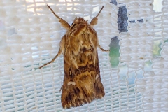 Calophasia lunula, Linariette (La)
