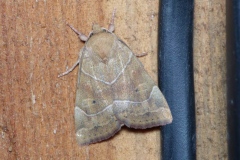 Cosmia trapezina, Trapèze (Le)