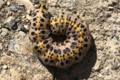 Cucullia campanulae, Cucullie des Campanules (La)