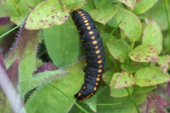 Cucullia lucifuga, Cucullie lucifuge (La)