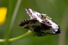 Deltote deceptoria, Erastrie noirâtre (L')