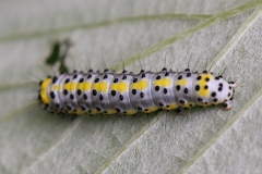 Diloba caeruleocephala, Double-Omega (Le)