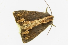 Dypterygia scabriuscula, Noctuelle hérissée (La)