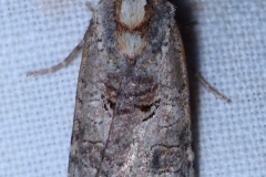 Epilecta linogrisea, Noctuelle gris-de-lin (La)