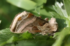 Euchalcia variabilis ; Plusie illustre (La), Plusie de l'Aconit (La)