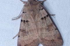 Eugnorisma depuncta ; Noctuelle pointée (La), Noctuelle piquée (La)