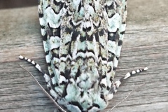 Griposia aprilina, Runique (La)