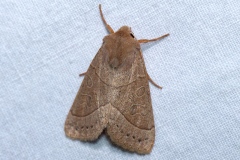 Mesogona acetosellae, Noctuelle de la Petite-Oseille (La)