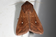 Mythimna albipuncta, Point blanc (Le)