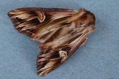 Actinotia polyodon, Camomilière (La)