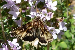 Actinotia radiosa ; Noctuelle radiée (La), Noctuelle rayonnée (La)