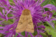 Sunira circellaris, Xanthie ferruginée (La)