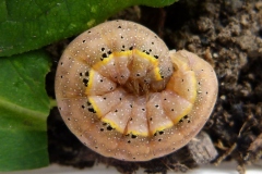 Agrochola lychnidis, Xanthie cannellée (La)