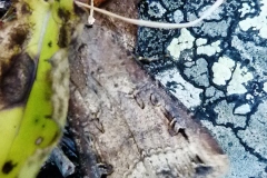 Agrotis ipsilon, Noctuelle baignée (La)