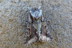 Allophyes oxyacanthae, Aubépinière (L')