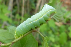 Amphipyra pyramidea, Pyramide (La)