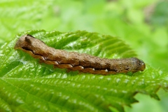 Anorthoa munda ; Orthosie picotée (L'), Proprette (La)