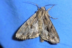 Apamea monoglypha, Monoglyphe (La)