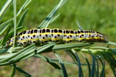 Calophasia lunula, Linariette (La)