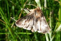 Cerapteryx graminis, Noctuelle du gramen (La)