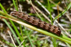 Cerastis rubricosa, Noctuelle rubiconde (La)