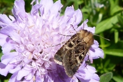 Chersotis alpestris, Chersotis alpestre (La)