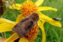 Chersotis cuprea, Noctuelle cuivreuse (La)