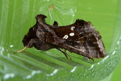 Chrysodeixis chalcites, Plusie chalcite (La)