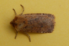 Conistra rubiginea, Orrhodie tigrée (L')