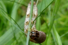 Conistra vaccinii, Orrhodie de l'Airelle (L')