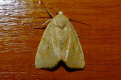 Cosmia trapezina, Trapèze (Le)