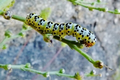 Cucullia caninae, Cucullie de la Rue-des-Chiens (La)