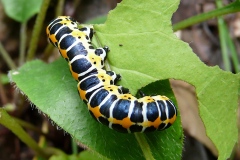 Cucullia lactucae, Cucullie de la laitue (La)