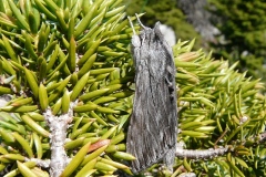 Cucullia lucifuga, Cucullie lucifuge (La)