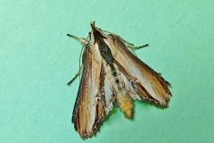 Cucullia verbasci, Brèche (La)