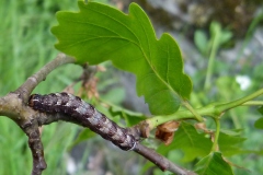 Dichonia convergens, Griposie chatoyante (La)