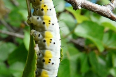 Diloba caeruleocephala, Double-Omega (Le)