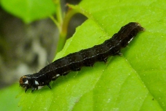 Eupsilia transversa, Satellite (Le)